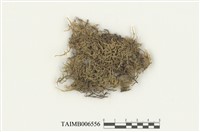 藏品(星塔苔屬)的圖片